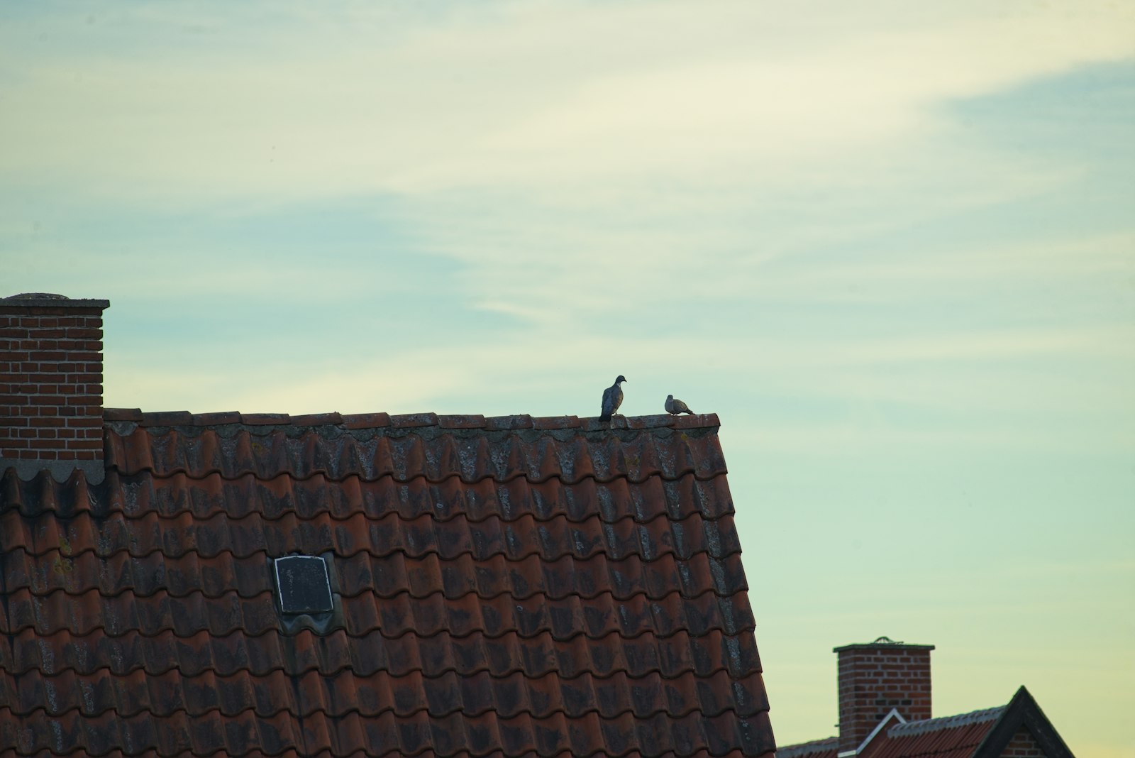 Palomas en un edificio