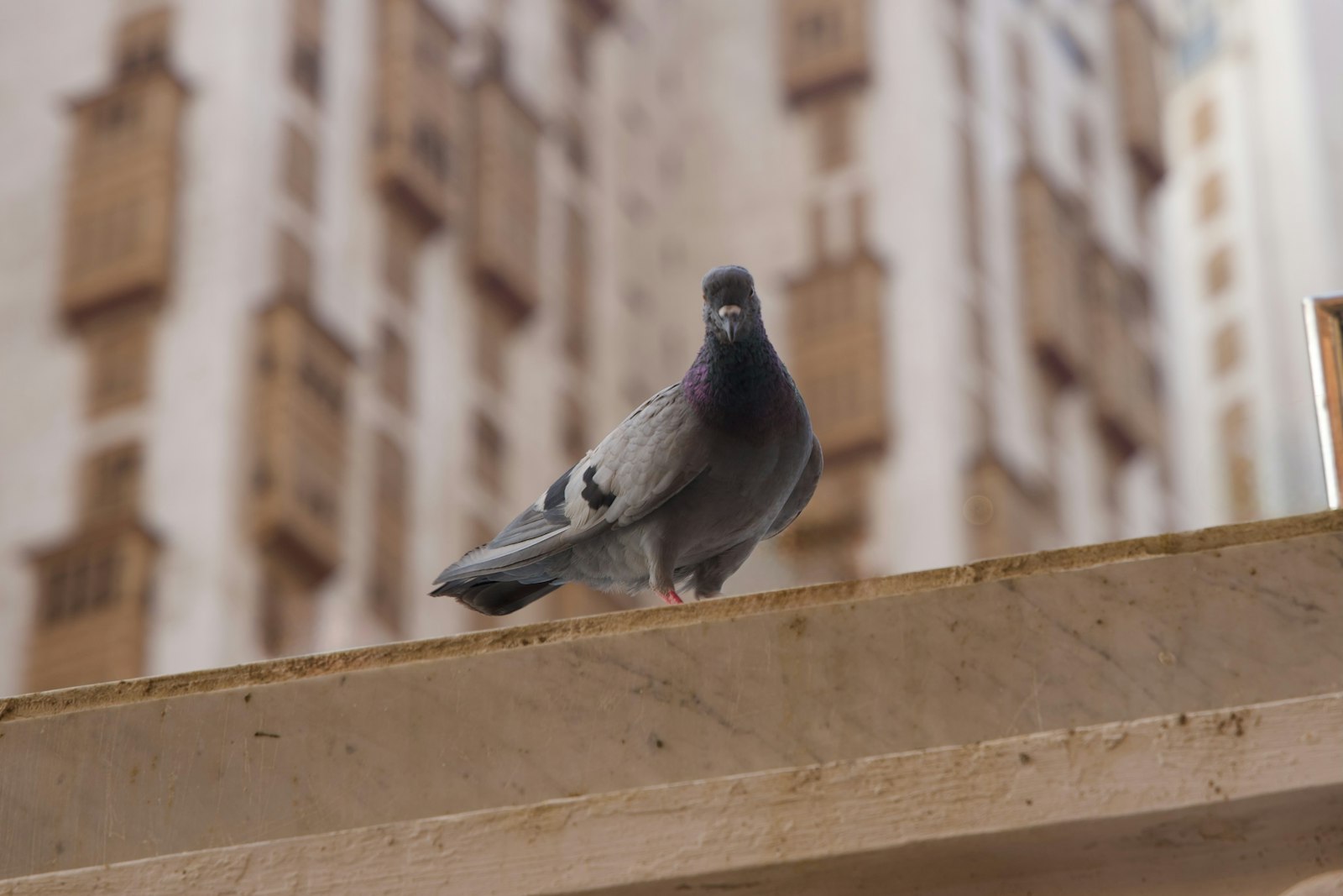 ¿Es legal y ético el control de palomas?