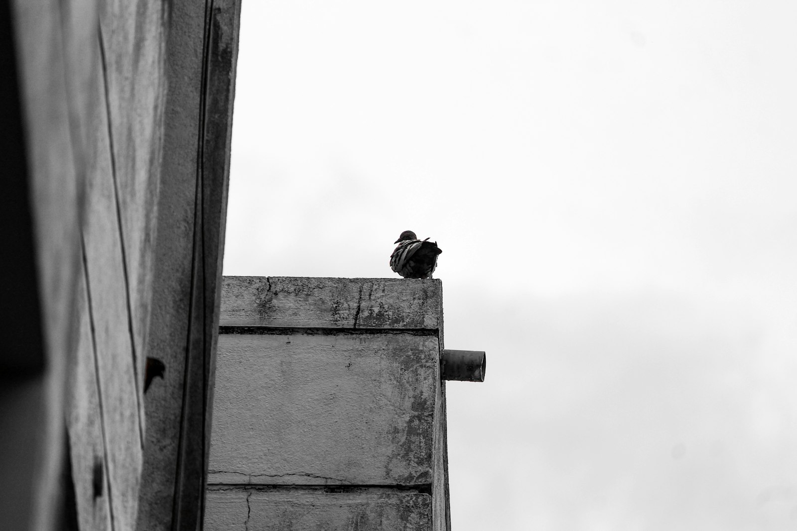 Palomas en naves industriales y polígonos: cómo resolverlo