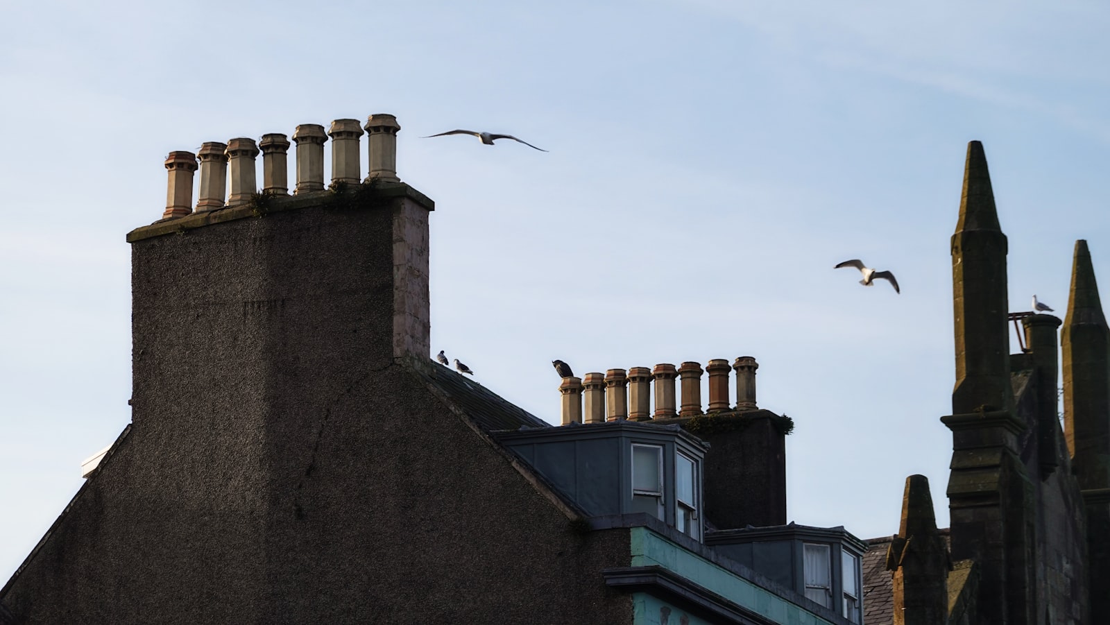 Gaviotas en cubiertas: control de aves en la costa