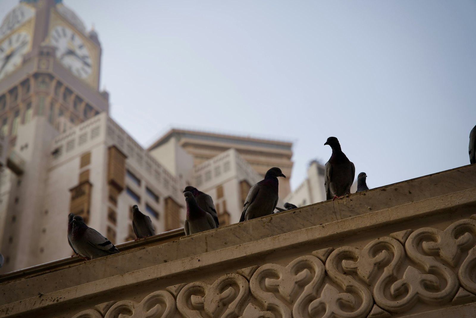Cómo evitar que las palomas aniden en la terraza o el balcón